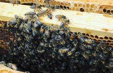 Bienen