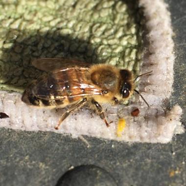 Ohne Bienen fehlt uns was