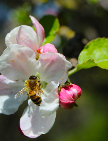 Apfelblüte