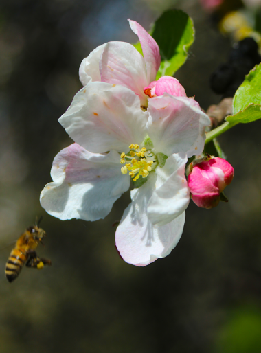 Apfelblüte