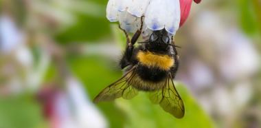 Dunkle Erdhummel