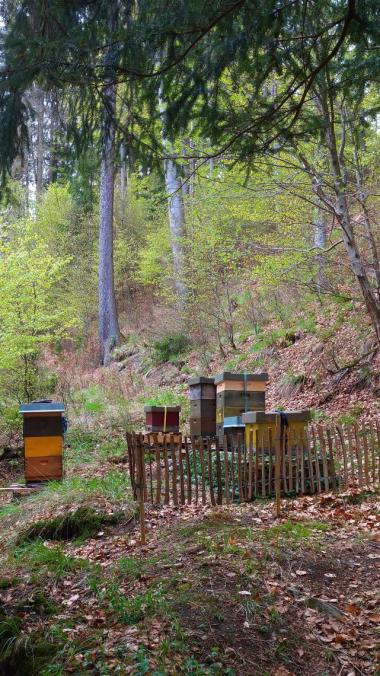 meine Mädels im Wald