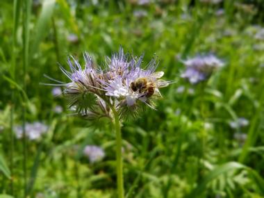 Unsere Bienen bei der Arbeit