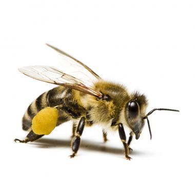 Adopt a Bee - Digital