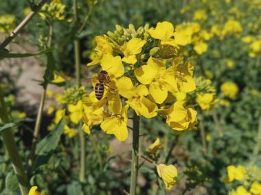 Biene im Rapsfeld