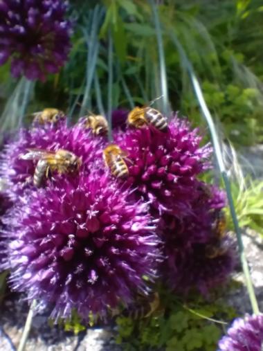 Bienen auf Allium Blühten 