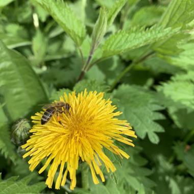 Löwenzahn im Garten, Fly-In-Restaurant