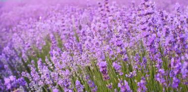 Der Lavendel
