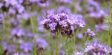 Die Phacelia