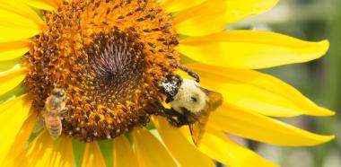 Eine Wildbiene und eine Honigbiene auf einer Sonnenblume