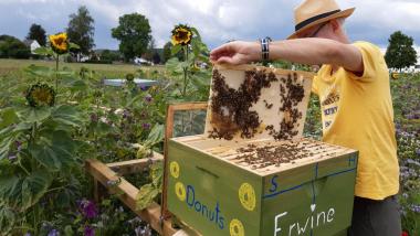 Bei den Bienen auf der Wiese