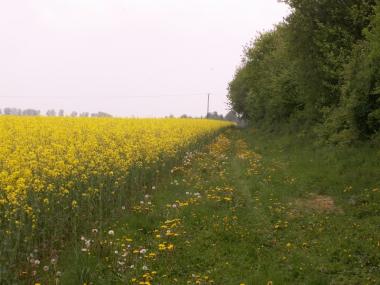 blühendes Rapsfeld mit Randbepflanzung