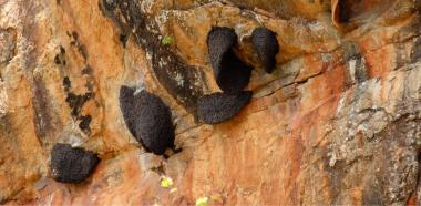 Bienenstöcke an Felsen 