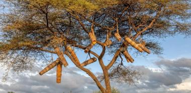 Schwebende Beuten in Kamerun