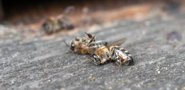 Insektensterben - Ein Gespräch mit Thomas Fartmann