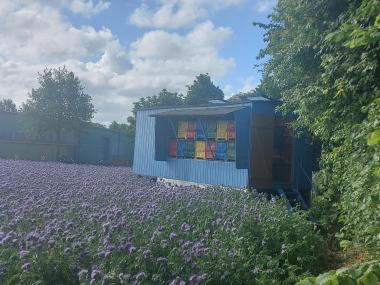 Bienenwagen in der Phacelia