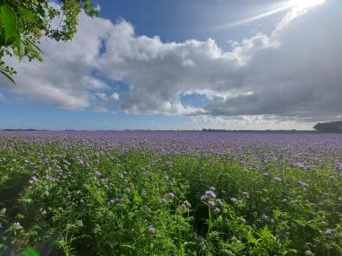 Phacelia