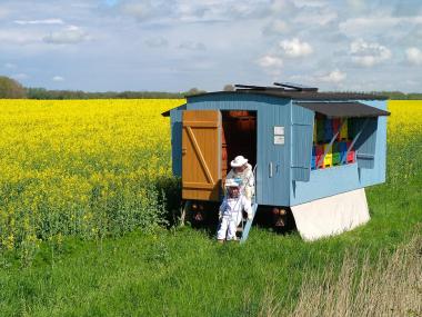 Bienenwagen Im Raps