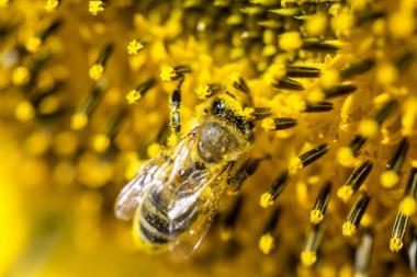 Unzählige Vorteile für dich Klar hat die Bienenvolk-Miete „Meet-A-Bee“ sehr viele Vorteile für die Umwelt. Aber auch du profitierst von vielen Vorteilen: Du bekommst eine Honigernte von bis zu 20 kg jährlich kostenlos, hergestellt von deinen bis zu 50.000 neuen Bienen-Angestellten. Nachhaltigkeitsprojekte wie diese sorgen für Image-Wachstum über Öffentlichkeitsarbeit und geben Gewerbetreibenden sowie Privatpersonen ein gutes Gefühl! Die EU schreibt für große Unternehmen seit 2017 Aktivitäten im CSR-Bereich 