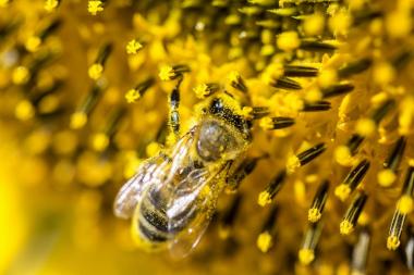 Unzählige Vorteile für dich Klar hat die Bienenvolk-Miete „Meet-A-Bee“ sehr viele Vorteile für die Umwelt. Aber auch du profitierst von vielen Vorteilen: Du bekommst eine Honigernte von bis zu 20 kg jährlich kostenlos, hergestellt von deinen bis zu 50.000 neuen Bienen-Angestellten. Nachhaltigkeitsprojekte wie diese sorgen für Image-Wachstum über Öffentlichkeitsarbeit und geben Gewerbetreibenden sowie Privatpersonen ein gutes Gefühl! Die EU schreibt für große Unternehmen seit 2017 Aktivitäten im CSR-Bereich