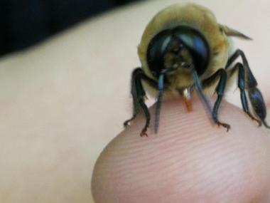 Ein Drohn