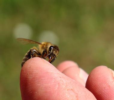 Bienen sind unser Leben 