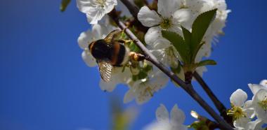 Gartenhummel