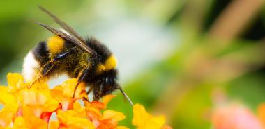 Die Große Erdhummel