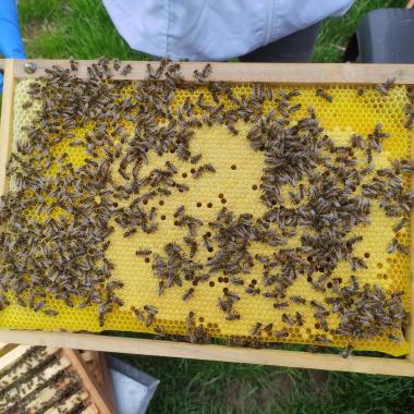 Brutwabe mit schönem Brutnest