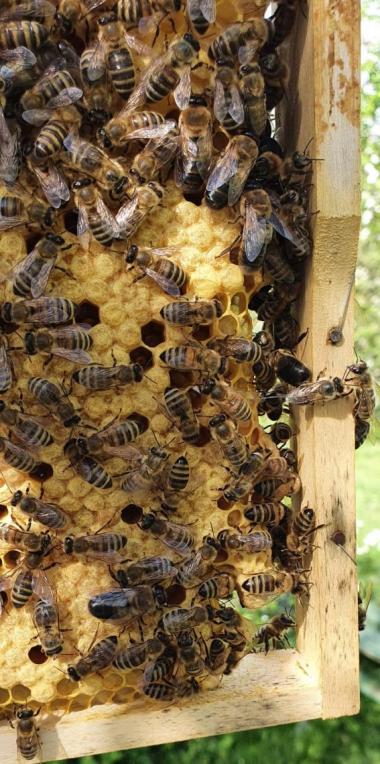 Bienen auf der Wabe