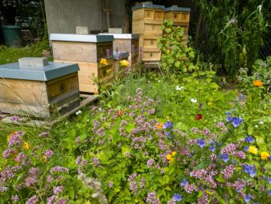 Bienen