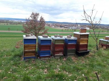Bienenvölker am Bienenstand mit Seeblick