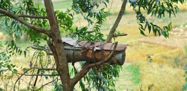Bienen in Kenia