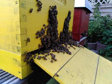 Ansammlung von Bienen vor dem Flugloch im Hochsommer