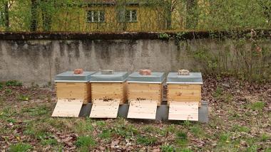 Unsere Schulbienen.