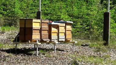 Bienenstandort im Wald