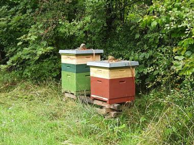 So sehen die meisten Bienenbeuten bei mir aus. Die Völker stehen an einem ruhigen Standort in der Natur, sind Dadant-Beuten und werden möglichst naturnah und artgerecht bewirtschaftet