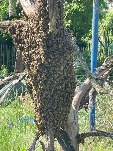Bienenschwarm