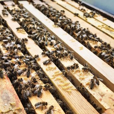 Bienenstock