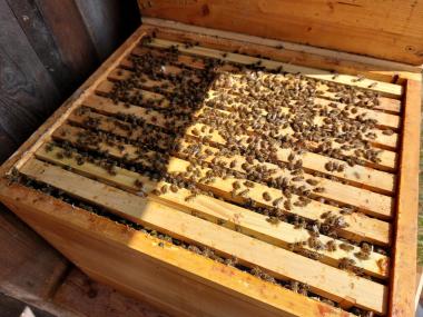 Bienenvolk