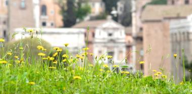 Blumenwiese in der Stadt