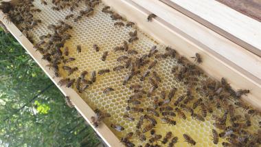 Bienen bei der Arbeit 