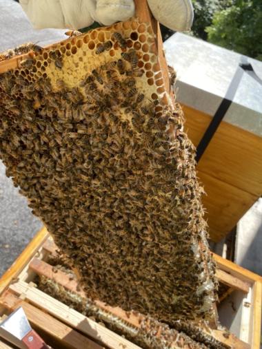Bienenwabe mit ansitzenden Bienen