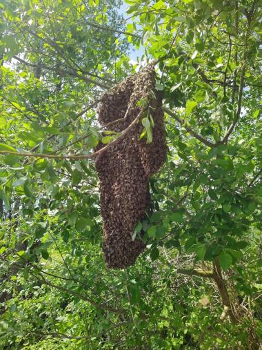 Ein schöner Bienenschwarm, den ich fangen konnte