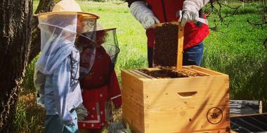 Kinderführung am Bienenvolk