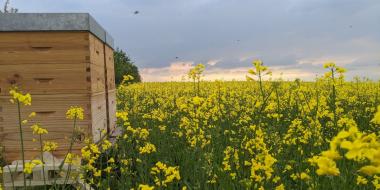 Bienenvölker im Rapsfeld