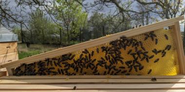 Honigwabe mit Bienen