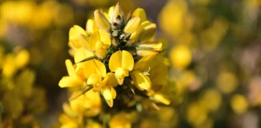 Ginster erblueht in farbenfrohem Gelb