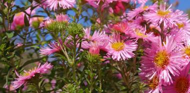 Herbstastern gibt es in verschiedenen Farben und Variationen