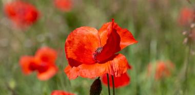 Klatschmohn sticht durch rote Blueten hervor